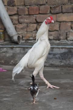 heera
