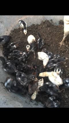 Aseel chicks