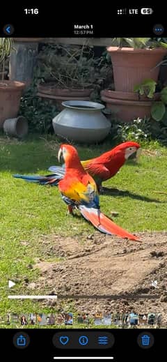 Macaw pair for sale