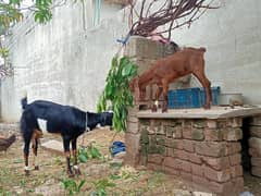 Goats