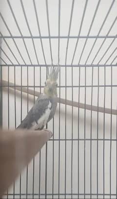 cocktail male urgent sell