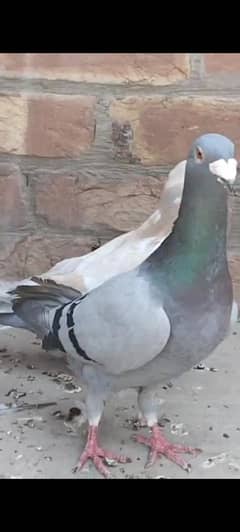 2 breeder pair and 1male jermen bueaty