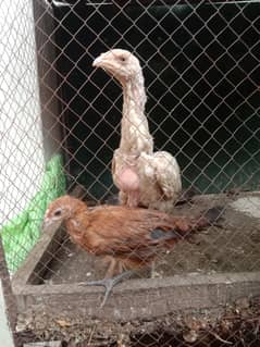 pure white shamo female for seal  call or Whatsapp 03034135736