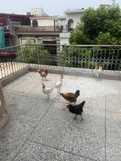 Hens