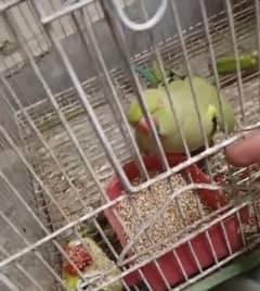 Green parrot for sale