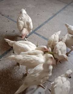 aut calas quality asel 1 chicks and1 male1 female