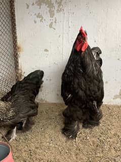 Buff pair looking for new shelter