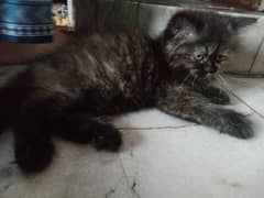 Persian triple coat punch faced kitten