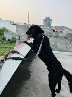 British Labrador