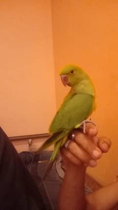 ringnack parrot