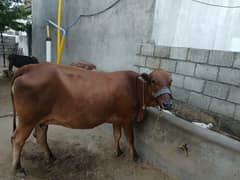 Sahiwal cross cow 2nd lectation 8 month pregnant