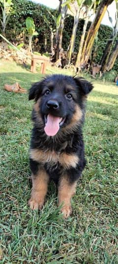 German shepherd