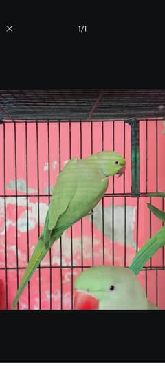 breeder pair for sale