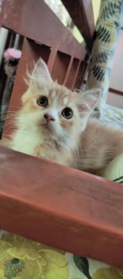 Quality Persian Male Cat