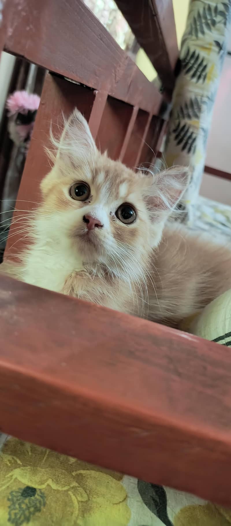 Quality Persian Male Cat 0