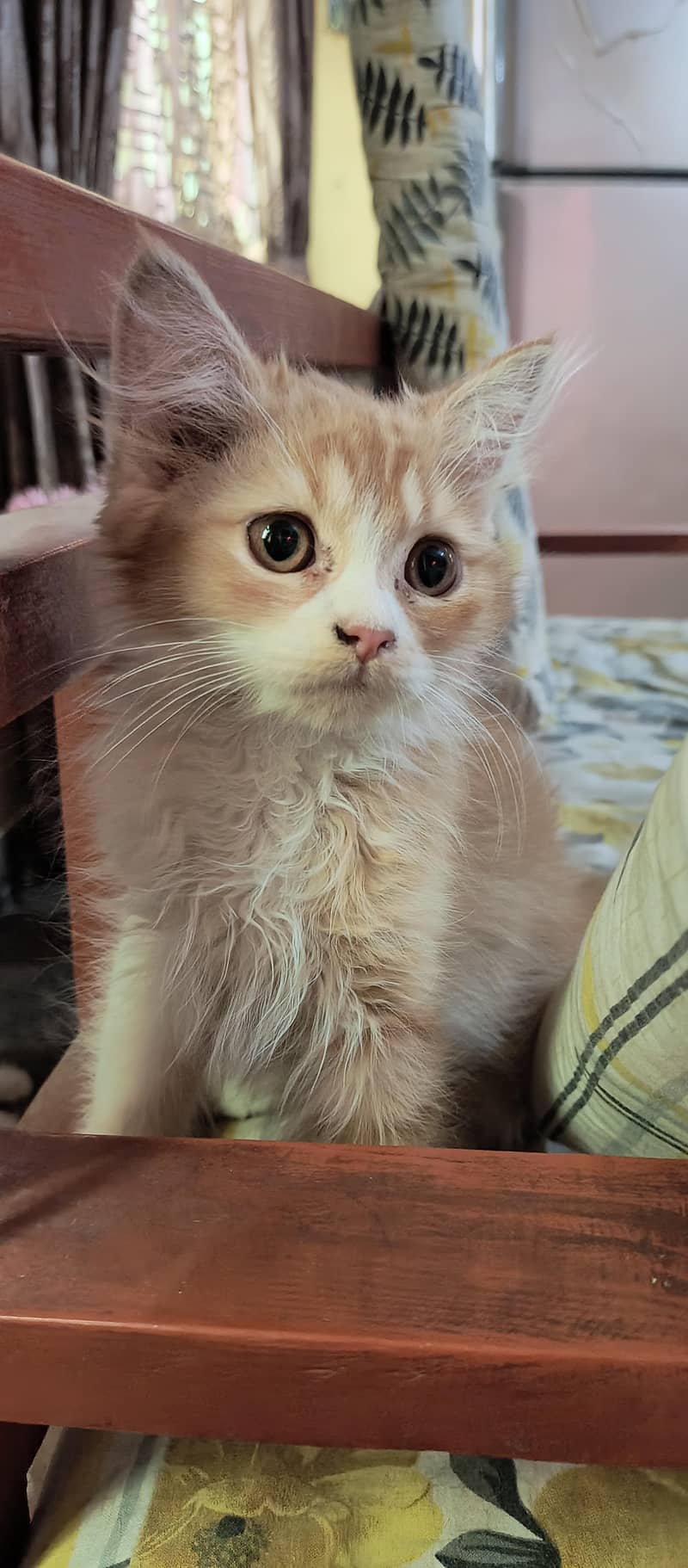 Quality Persian Male Cat 1