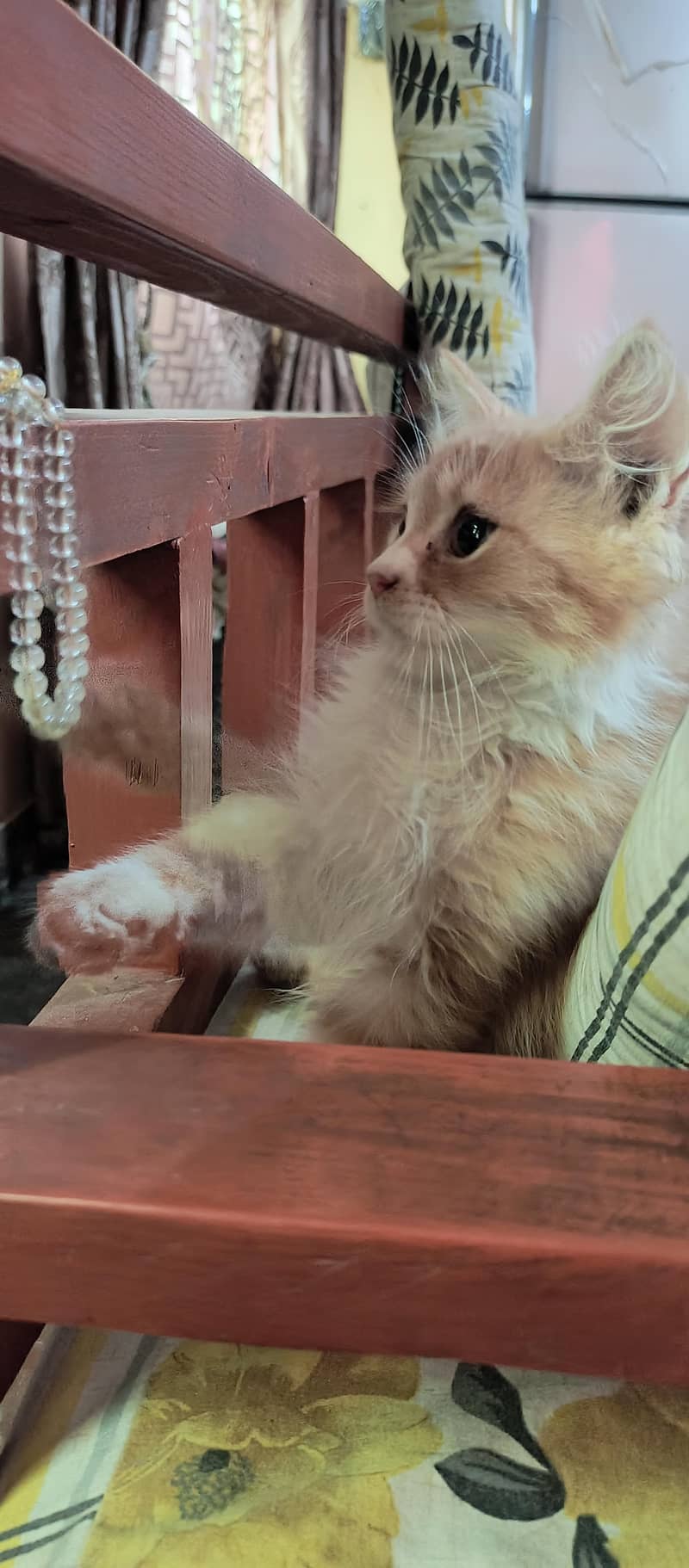 Quality Persian Male Cat 2
