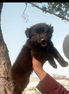 Balck Shepherd long coat female for sale available