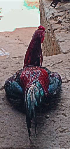 mianwali