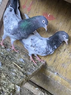 Royal teddy breader pair