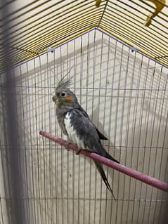 Grey Cockatiel Female