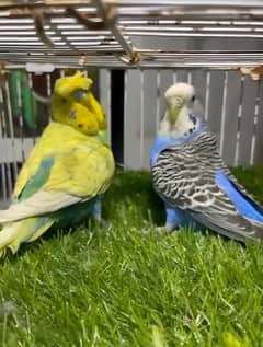 Budgies breeder pair | australian parrots breeder pair