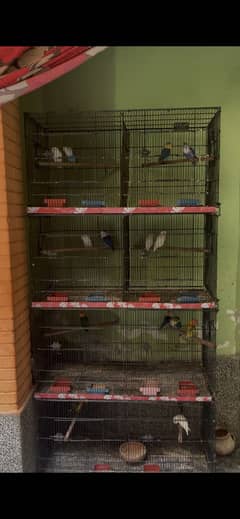 Love birds And Caugh For Sale