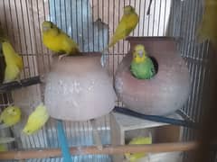 Budgies