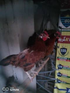 Desi hens Ando wali 1 male2 female
