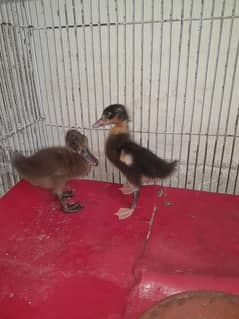 Baby Ducks with Cage