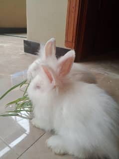 Angora Rabbit