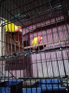 2 pair 1 extra male