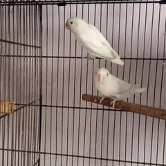 Albino