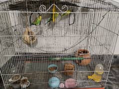 Lovebirds