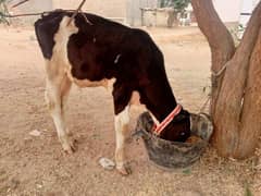 Australian bachra  best for palai