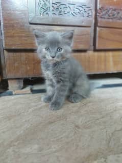British short hair and munchkin breed kittens available on Urgent sale