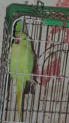 raw parrot for sale urgent