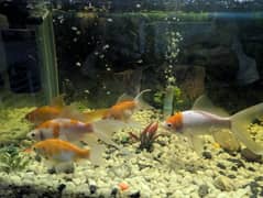 Gold Fishes For Sale