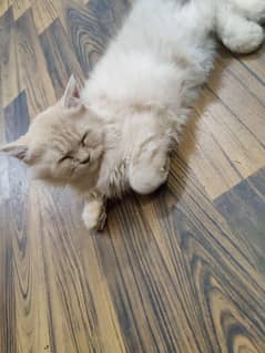 3-months old kitten, Male Persian triple Coated.