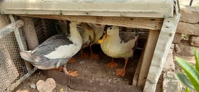 Ducks Raised at Home