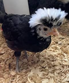 polish chicks |fancy chicks | heera aseel Fertile Eggs |eggs | hen