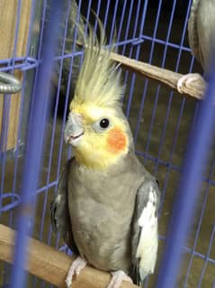 Bolne
