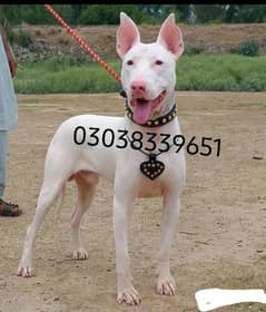 Kohati gultair male age 8 month for sale