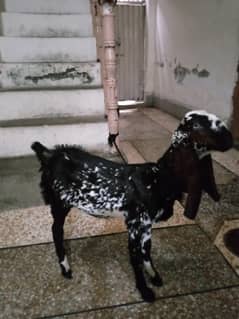 female goat