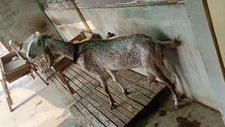 Goat For sale