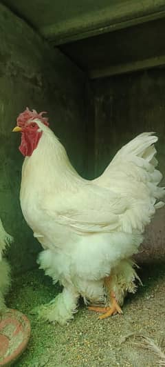 white heavy buff