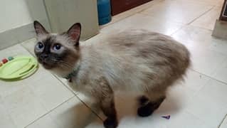 female cat with 2 babies