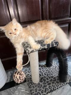 Cat for sale