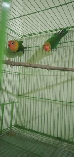 Beautiful Green fishers for sale