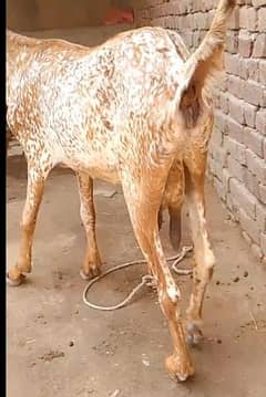 Bakri